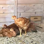 Farm stay Il Colore Del Grano San Vittore (Emilia-Romagna)