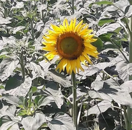Il Colore Del Grano Séjour à la ferme *