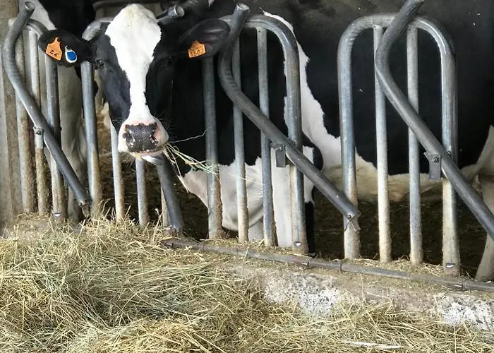 Il Colore Del Grano Séjour à la ferme San Vittore (Emilia-Romagna)