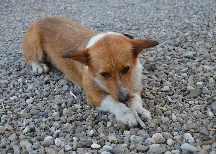 Il Colore Del Grano * San Vittore (Emilia-Romagna)