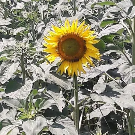 Il Colore Del Grano ファームステイ *