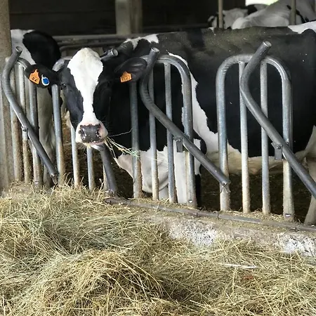Il Colore Del Grano Фермерский дом San Vittore (Emilia-Romagna)