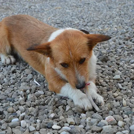 Il Colore Del Grano * San Vittore (Emilia-Romagna)