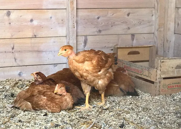 Κατάλυμα σε φάρμα Il Colore Del Grano San Vittore (Emilia-Romagna)
